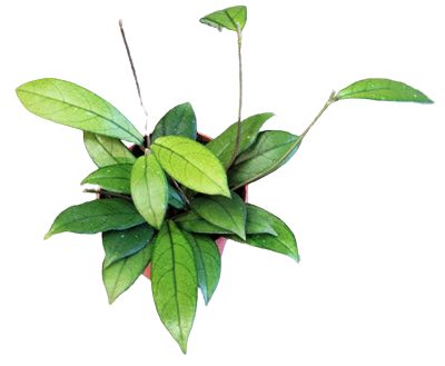 Crassiopetiolata